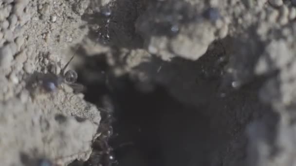 Макропредставление колонии муравьев на гнезде в лесу 4k — стоковое видео