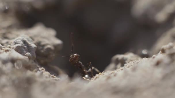 Macro vista de una colonia de hormigas en el nido en el bosque 4k — Vídeo de stock