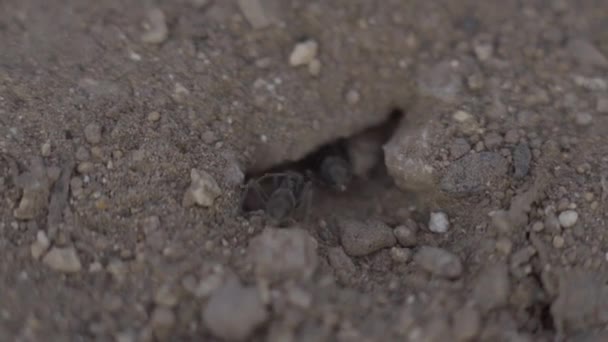 Макропредставление колонии муравьев на гнезде в лесу 4k — стоковое видео