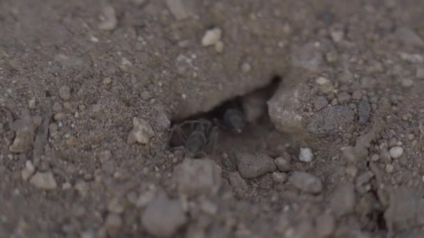 macro vue d'une colonie de fourmis sur nid en forêt 4k 