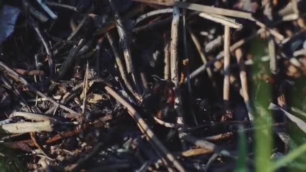 Makroaufnahme einer Ameisenkolonie auf einem Nest im Wald 4k — Stockvideo