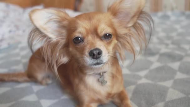 Porträtt av bedårande roligt långt hår chihuaha — Stockvideo