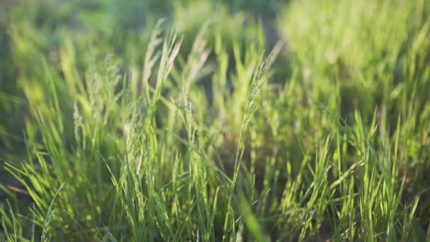 4k зелена трава на полі на заході сонця — стокове відео