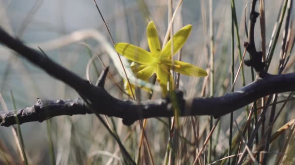 4k primer plano macro disparo de pequeña flor de campo salvaje amarillo — Vídeo de stock