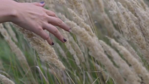 En kvinnlig hand tillbringar genom torrt högt gräs och blommor — Stockvideo