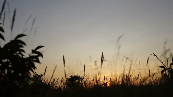 Belo pôr do sol à noite transição sobre o campo — Vídeo de Stock