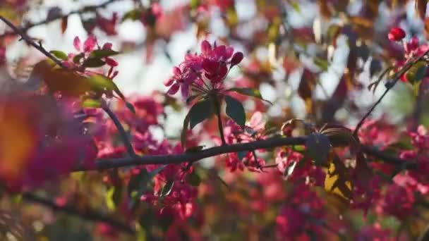 Beutiful spring flower cherry or sakura tree branch 4k — Stock Video