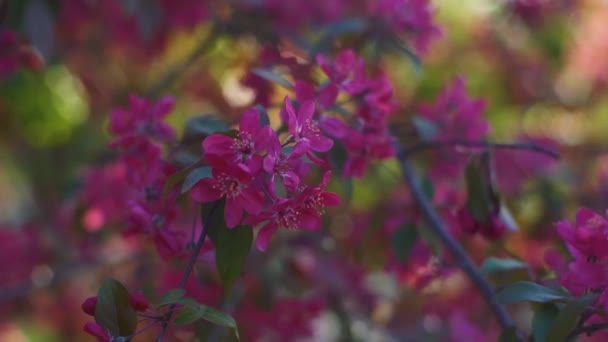 Beutiful fleur de printemps cerisier ou sakura branche d'arbre 4k — Video