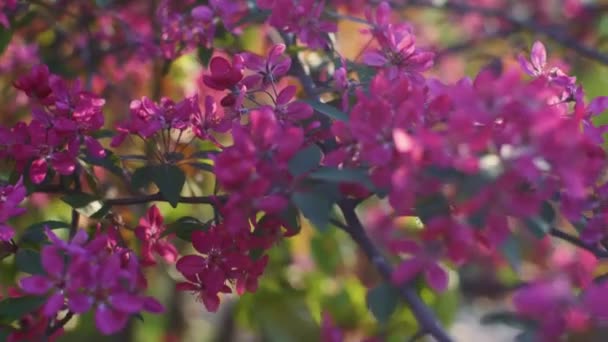 Beutiful fleur de printemps cerisier ou sakura branche d'arbre 4k — Video