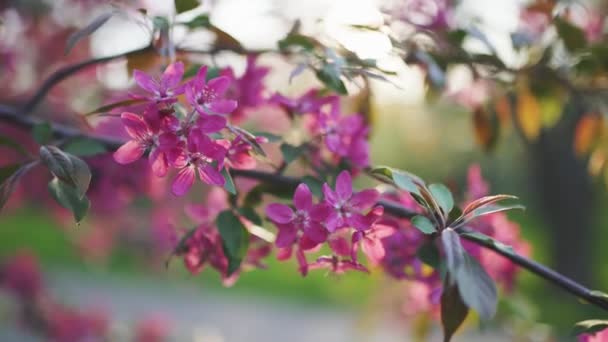 Beutiful primavera flor cereja ou sakura árvore ramo 4k — Vídeo de Stock