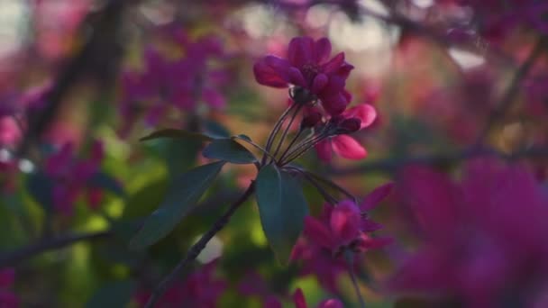 Krásné jarní květ třešeň nebo sakura strom větev 4k — Stock video