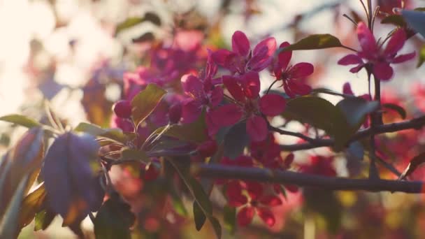 Hermosa flor de primavera cerezo o árbol de sakura rama 4k — Vídeos de Stock