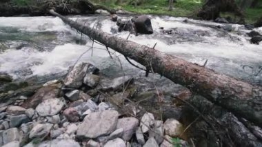 Dağ nehri ağır çekim dolomitleri Güney Tyrol İtalya