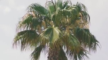 Mallorca sahillerinde palmiye ağaçları