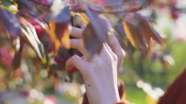 Kızıl saçlı kadın bahar çiçeklerinin fotoğraflarını çekiyor. Sakura çiçeklerinin.