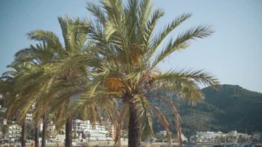 Mallorca sahillerinde palmiye ağaçları