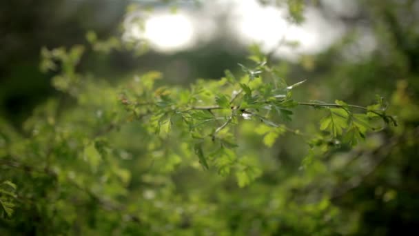 Jasná mýtina s divokými květy trávy — Stock video