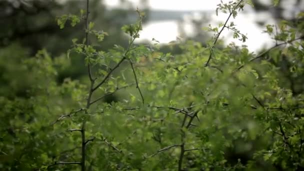 Bright glade with wild flowers grass — Stock Video