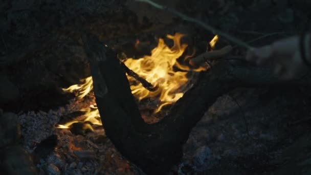 Bränna eld med trä på beach camp — Stockvideo