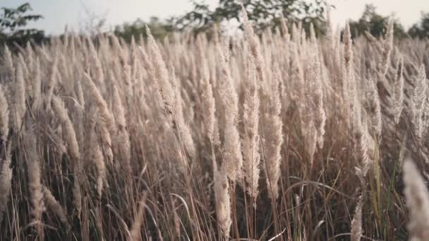 Close up de flores campo de grama ao pôr do sol — Vídeo de Stock