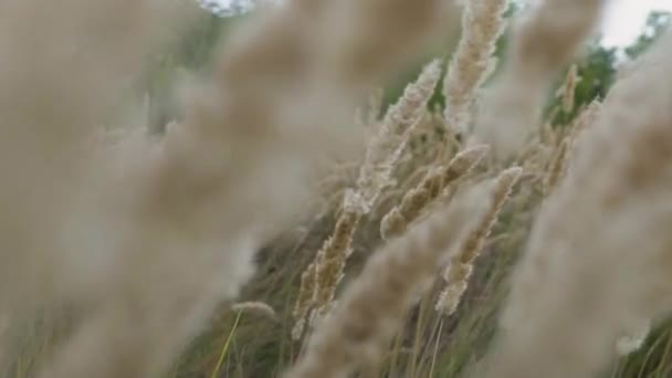 Närbild av gräs fält blommor vid solnedgången — Stockvideo