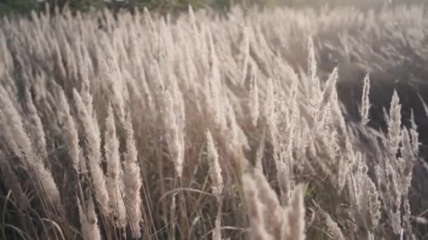 Zblízka trávy pole květiny při západu slunce — Stock video