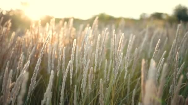 Nahaufnahme von Wiesenblumen bei Sonnenuntergang — Stockvideo