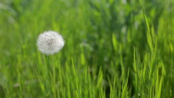 緑の草の背景にタンポポ — ストック動画