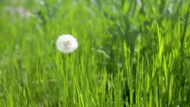 Dandelion no fundo de grama verde — Vídeo de Stock