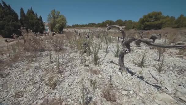Vue spectaculaire sur un grand champ de vignes sèches — Video