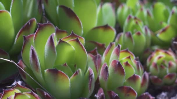 Macro shot of succulents growing on the ground near the mountains — Stock Video