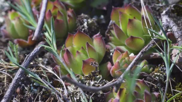 Macro shot de plantes succulentes poussant sur le sol près des montagnes — Video