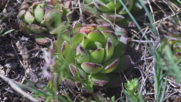 Macro foto van vetplanten die op de grond groeien in de buurt van de bergen — Stockvideo