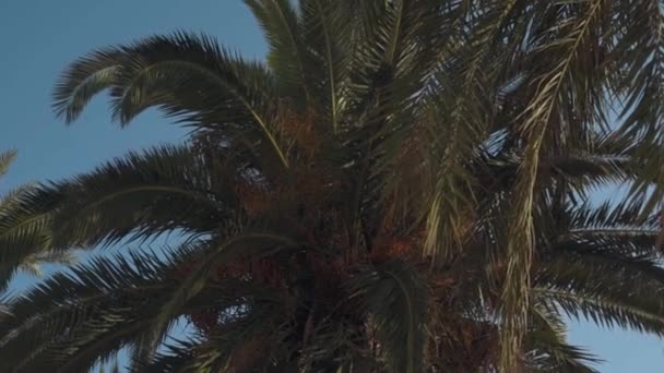 マヨルカ島のビーチにあるヤシの木 — ストック動画