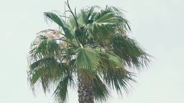 Palmbomen op de stranden van Mallorca — Stockvideo