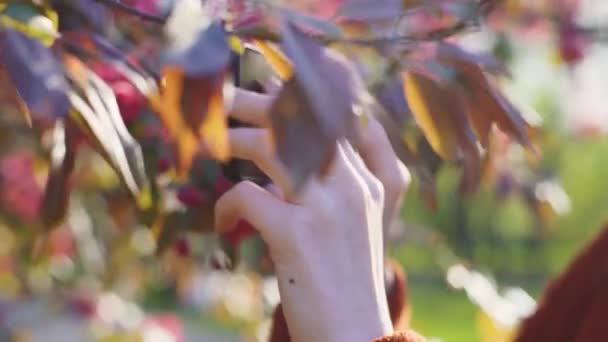Red haired woman taking photos of spring flowers of sakura blossoms — Stock Video