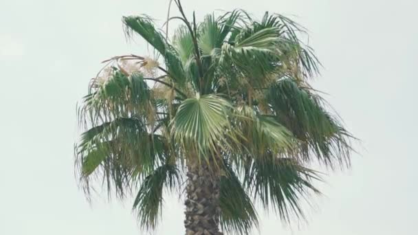 Palmbomen op de stranden van Mallorca — Stockvideo