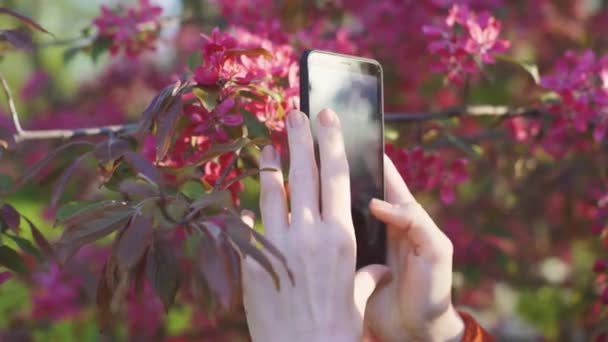Kızıl saçlı kadın bahar çiçeklerinin fotoğraflarını çekiyor. Sakura çiçeklerinin. — Stok video