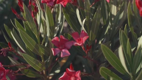 Tropické růžové květy frangipani plumeria — Stock video