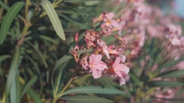Tropické růžové květy frangipani plumeria — Stock video