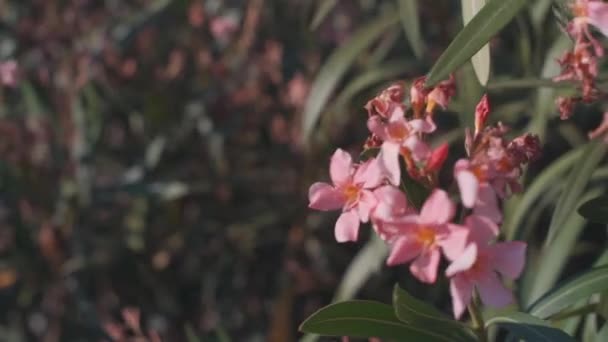Τροπικά ροζ λουλούδια frangipani plumeria — Αρχείο Βίντεο