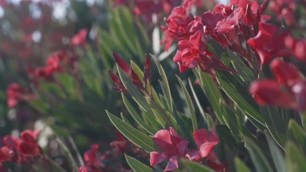 Tropik pembe çiçekler frangipani plumeria — Stok video