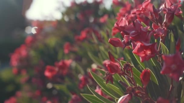 Tropiska rosa blommor frangipani plumeria — Stockvideo