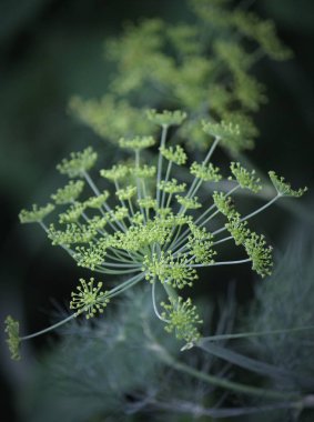Çiçek yeşili ve koyu arkaplan