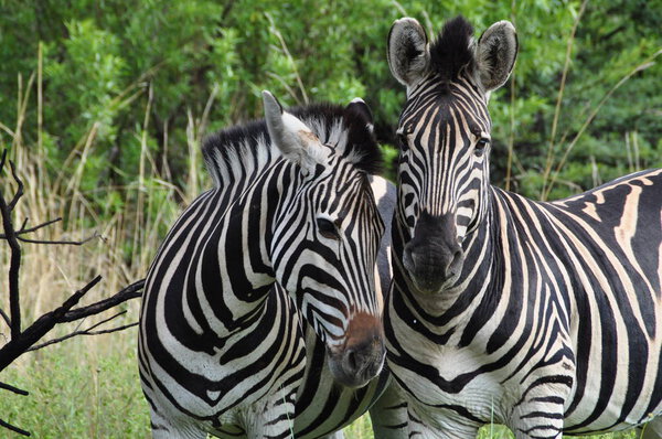 A closeup of two Zebras in Pilanesberg southafrica with green trees as a background