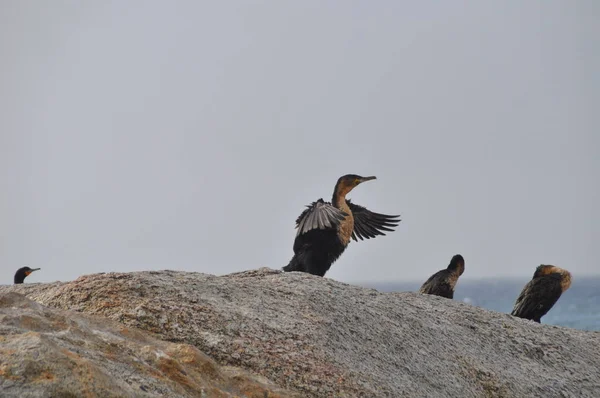 Alcuni cormorani su una roccia — Foto Stock