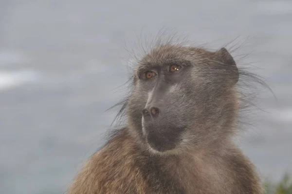 A Portrait of a baboon — Stock Photo, Image