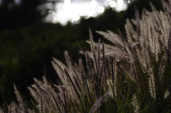 Silver grass at the coastline — Stock Photo, Image