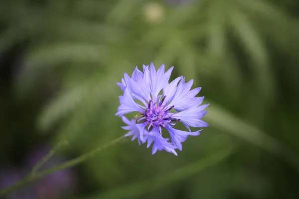 Cornflower azul con un fondo verde — Foto de Stock