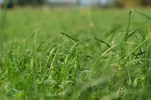 Grünes Gras auf einer Weide — Stockfoto